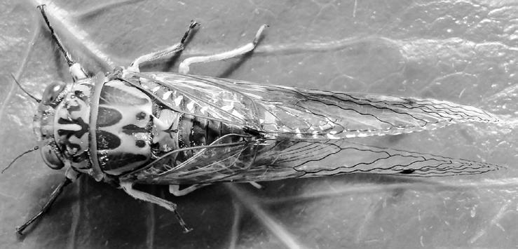3 1 Cicadas are insects that make a lot of noise. Fig. 1.1 shows an adult chorus cicada, Amphipsalta zelandica, that is only found in New Zealand. Fig. 1.1 (a) State three features, visible in Fig. 1.1, that show that the chorus cicada is an insect.
