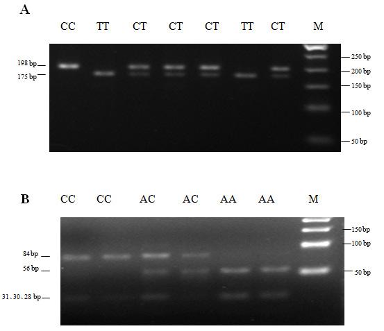 S.-S. Li et al. 6370 RESULTS Characteristics of mutations in the MTHFR gene The MTHFR C677T polymorphism results in a substitution of thymidine for cytosine in exon 4 of the MTHFR gene.