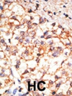 Image using the DyLight 488 form of this antibody. Page 2 of 4 v.20.