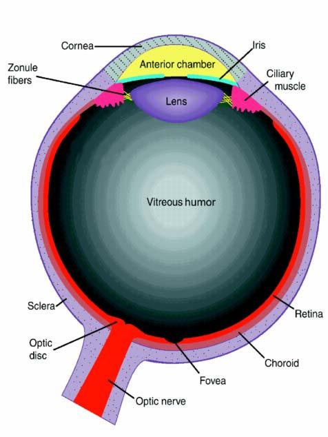 The optic disk or blind spot is the area where the axons from the ganglion cells of the retina exit.