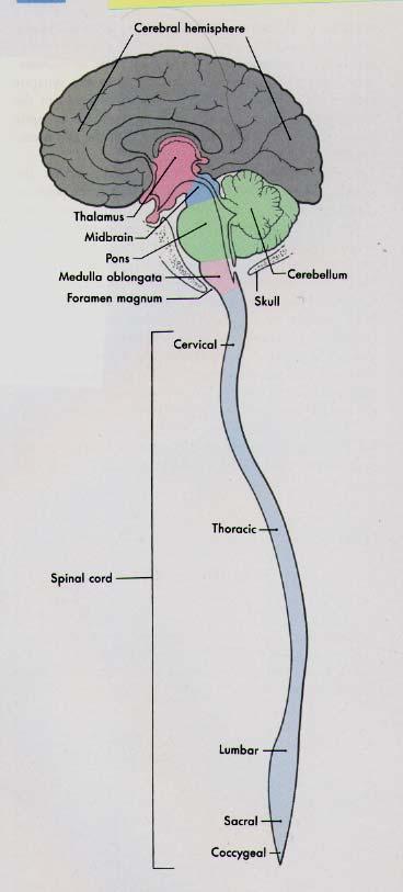 Brain Parts Cerebral cortex (visual cortex) Thalamus (lateral geniculate nucleus) Midbrain