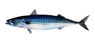 2.5 Atlantic mackerel In Mozambique the raw materials used for the production of hot smoked fish are mainly small pelagic fishes and fish from in land waters such us cat fish, tilapia, tiger fish and