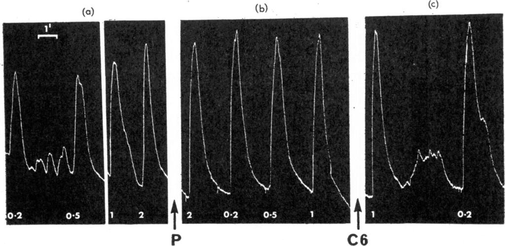 224 A. K. ARMITAGE and J. H. BURN Effect of physostigmine After the intravenous injection of 0.5 mg/kg physostigmine the stimulation was repeated, and the contractions were found to be increased.