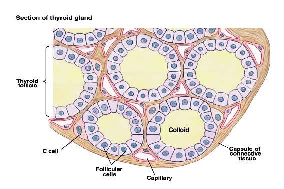 Follicles: the Functional Units of the Thyroid