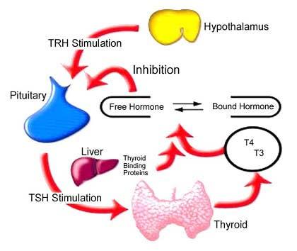 Hypothalamic-Pituitary-Thyroid