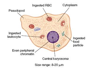 3. Entamoeba gingivalis Habitat : Oral cavity, vaginal and cervical areas.