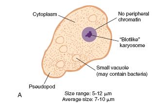 4. Endolimax nana Habitat : Disease : considered as a nonpathogen. Stages : Trophozoite, Cyst.