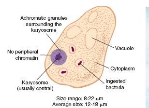 5. Iodamoeba bütschlii Habitat : Disease : considered as a nonpathogen. Stages : Trophozoite, Cyst.