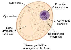 Non- motility Number of nuclei One One Karyosome Large, usually central refractive achromatic granules may or may not