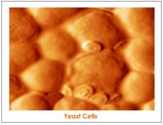 Budding - Asexual Reproduction A hydra is a multi-cellular freshwater animal. Yeast is a single-celled fungi.