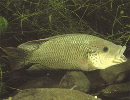 can dilute ammonia then excrete freshwater fish pass ammonia