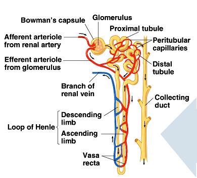s capsule loop of enle descending ascending collecting duct Nephron: Filtration Filtered out 2 O