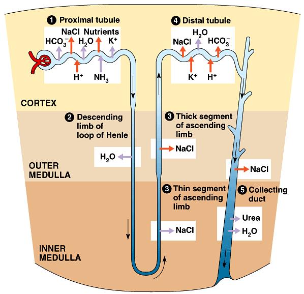 Distal tubule salts 2 O CO 3 - bicarbonate Nephron: Reabsorption & Excretion Collecting duct 2 O excretion urea passed through to bladder Osmotic control in nephron ow is