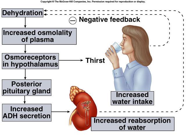 blood osmolarity amount of dissolved material in blood igh solutes in brain igh blood osmolarity level too many solutes in blood dehydration, salty foods Get more water into