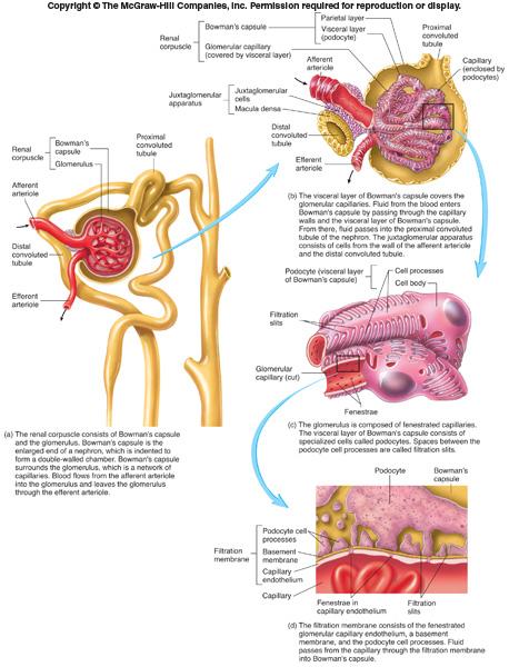 PCT Interlobular artery DCT Interlobular vein