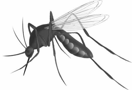 West Nile Virus Introduction West Nile virus (WNV) is a viral disease of wild birds that is transmitted to mammals, including humans through the bite of an infected mosquito.