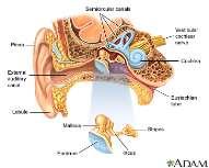 The outer ear is made up of two parts: 1. the pinna 2. the auditory canal The pinna catches the sound and sends it down the auditory canal which contains tiny hairs and sweat glands.