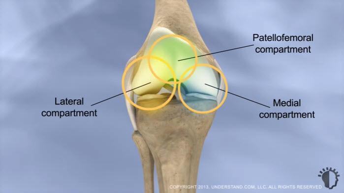 Knee Anatomy Three bones comprise the knee joint: the patella (knee cap), the femur (thigh bone), and the tibia (shin bone).