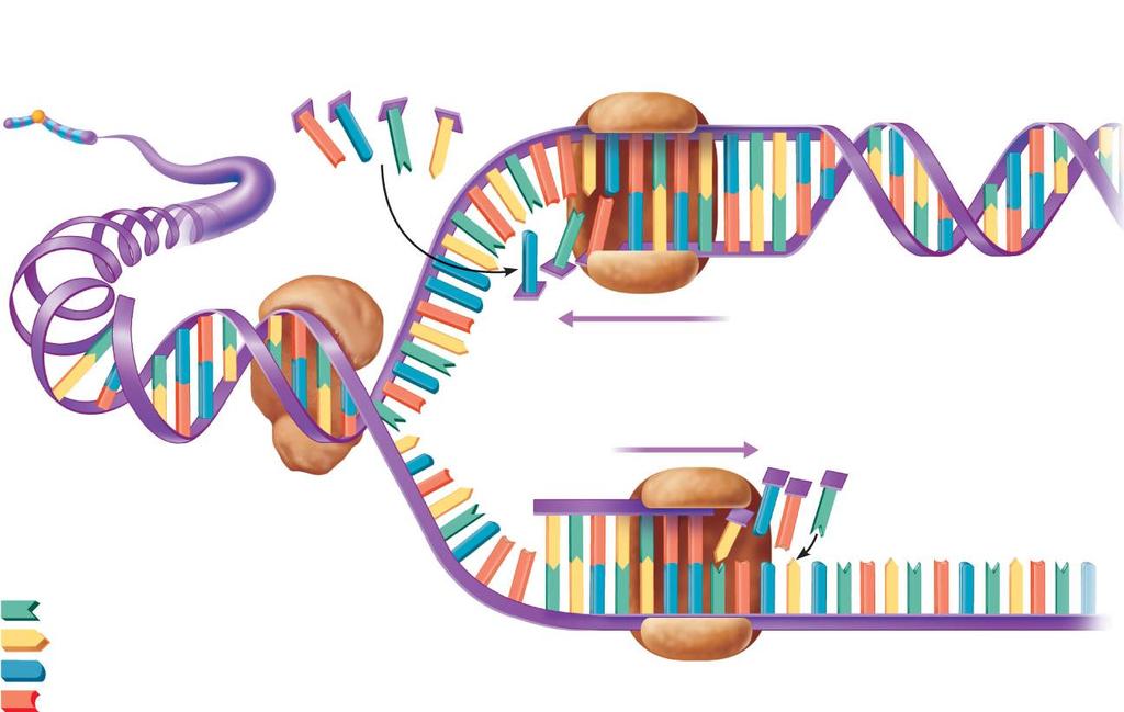 Chromosome Free nucleotides DNA polymerase Old strand acts as a template for synthesis of new strand Leading strand Old DNA Helicase unwinds the double helix and exposes the bases Adenine Thymine