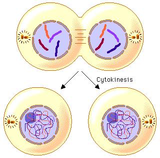 Cytokinesis Begins during late anaphase Ring of actin microfilaments contract to form a