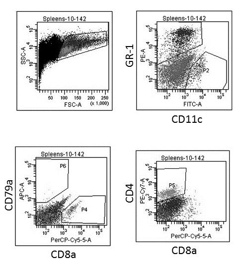 Figure 4.1: Flow cytometry plots of splenocytes from adoptively transferred mice Figure 4.1: Flow cytometry dot plots of splenocytes from H.