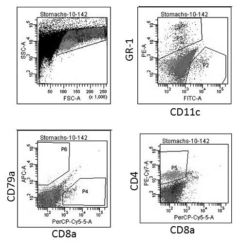 Figure 4.2: Flow cytometry plots of gastric leukocytes from adoptively transferred mice Figure 4.2: Flow cytometry dot plots of gastric cells from H.