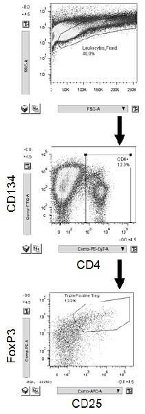 Figure 4.3: Flow cytometry plots of regulatory CD4+ cells from the stomachs of adoptively transferred mice Figure 4.3: Flow cytometry dot plots of fixed and permeabilized gastric leukocytes from H.