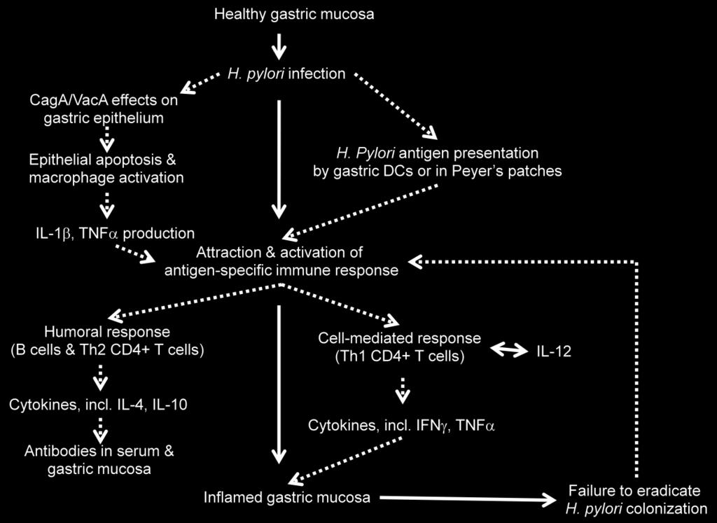 Figure 1.1: Initial model for development of H. pylori gastritis Figure 1.1: An initial model of the development of H. pylori-mediated gastritis in humans and mice.