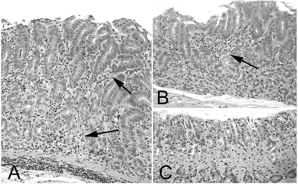 Figure 2.13: Photomicrographs of simple infection of B6, 17AKO and T-bet KO mice Figure 2.13: Hematoxylin and eosin stained sections of gastric fundus from H.