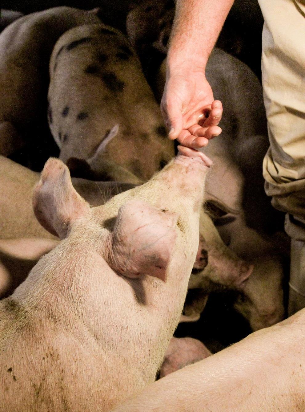 Safe Pig Handling: Pig