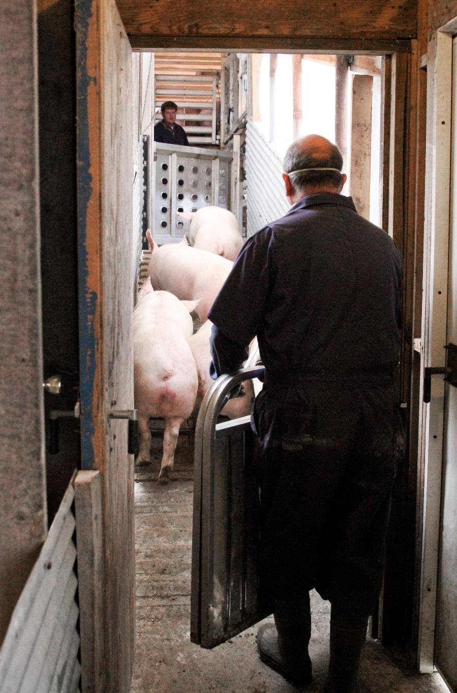 Watch for cues that pigs are becoming stressed under your pressure Be observant of