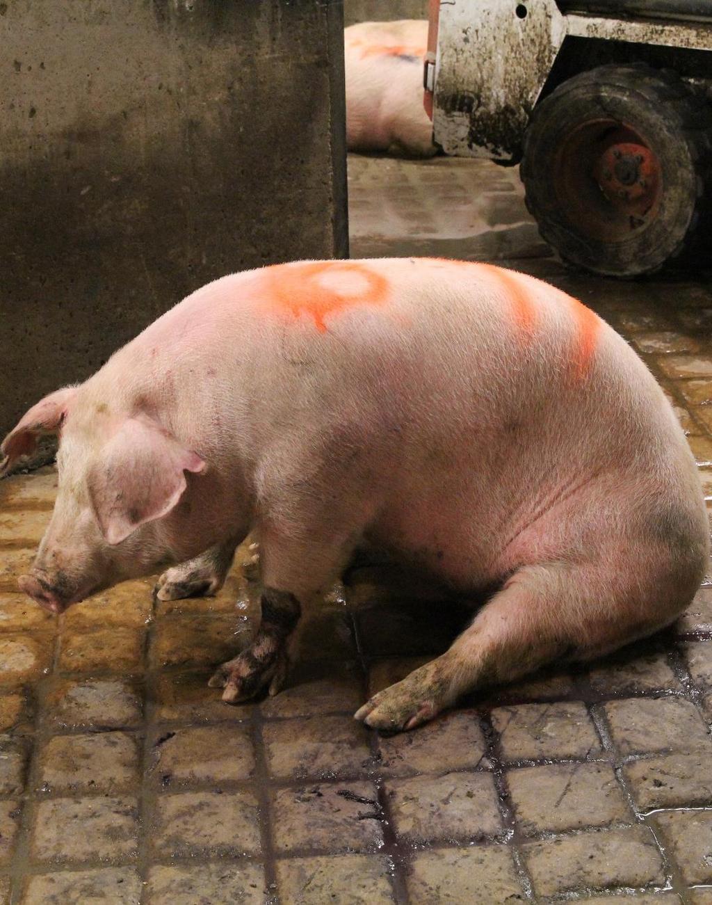 Non-Ambulatory Pig Pigs may become nonambulatory due to stress during loading combined with stress of transportation o Pig cannot keep up with the group o Pig cannot get up or stand on its own o Pig
