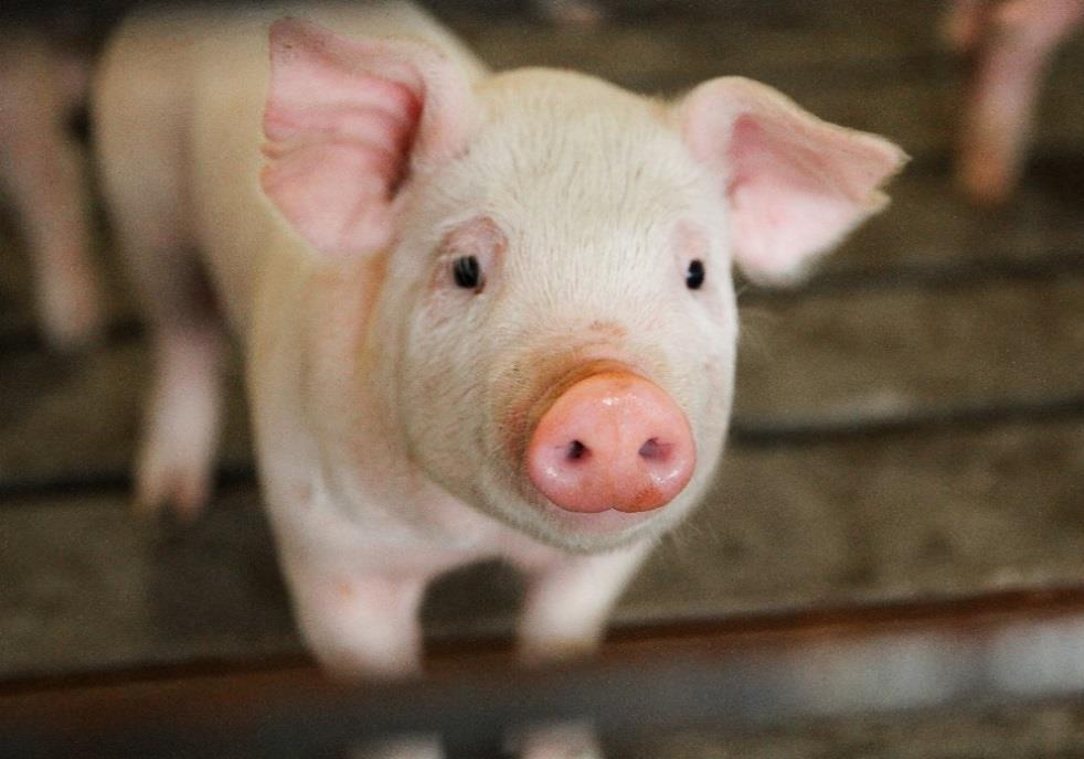 Your handling practices Must adjust to meet the challenges presented by the type of pig o Size