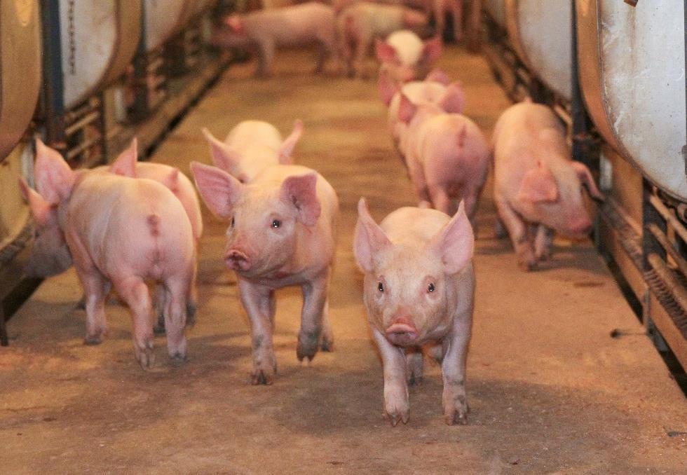 Number of pigs you should move is dependent on the size of the pig you are moving o Large