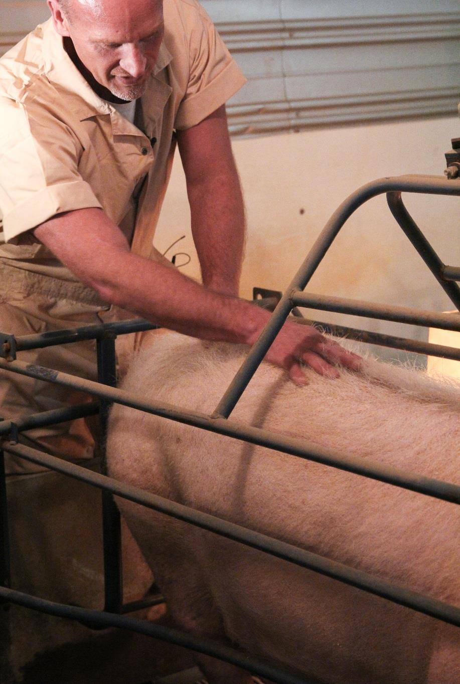 We can become more effective handlers, and help to create a safer environment for pigs and people