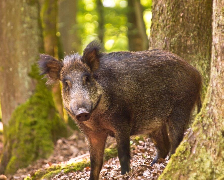 Domesticated Pigs Retained instincts from their ancient ancestors o Fear and curiosity