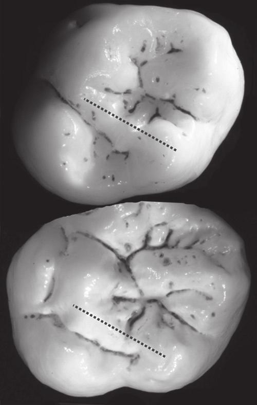158 T.M. Smith et al. periodicity, respectively), 5.0 mm of mesial canine root formed at 4.97.4 mm/day, 4.6 mm of P3 buccal root formed at 4.26.3 mm/day, 5.4 mm of P3 lingual root formed at 4.4 6.