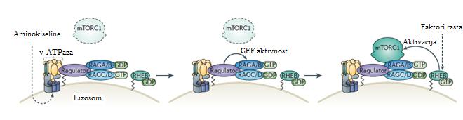 izmjenjuje GDP s GTP-om na proteinu RagA/B te ga tako lokalizira na lizosomalnu membranu.