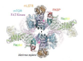 aktivira mtorc1 te, prema nekim autorima, heterodimera TT1/TEL2 koji regulira formiranje i stabilnost mtorc1 ( Laplante i Sabatini, 2012, Jewell, 2013).