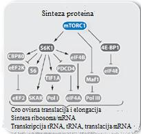 koji potiče ekspresiju gena rrna interakcijom s RNA-polimerazom I.