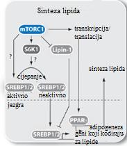 Time se postiže povećana sinteza mrna, odnosno staničnih proteina, ribosoma, rrna i trna (Slika 14.A)). Ovaj kompleks sudjeluje u sintezi lipida preko transkripcijskog faktora SREBP1/2.