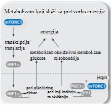 (C) (D) Slika 14. A) Putevi sinteze proteina na koje mtorc1 pozitivno djeluje. B) Putevi sinteze lipida na koje mtorc1 pozitivno djeluje.