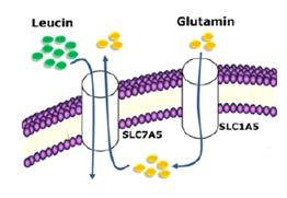 Leucin se u stanicu transportira Na + -neovisnim glikoproteinskim transporterom LAT1 (eng. L-type amino acid transporter 1 ili large neutral amino acid transporter) (Nagamori i sur., 2016).
