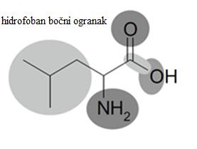 Uz leucin kojeg prenosi u stanicu LAT1 iznosi glutamin iz stanice pa je, prema tome, antiporter (Slika 2.) (Pochini i sur., 2004). Slika 2.
