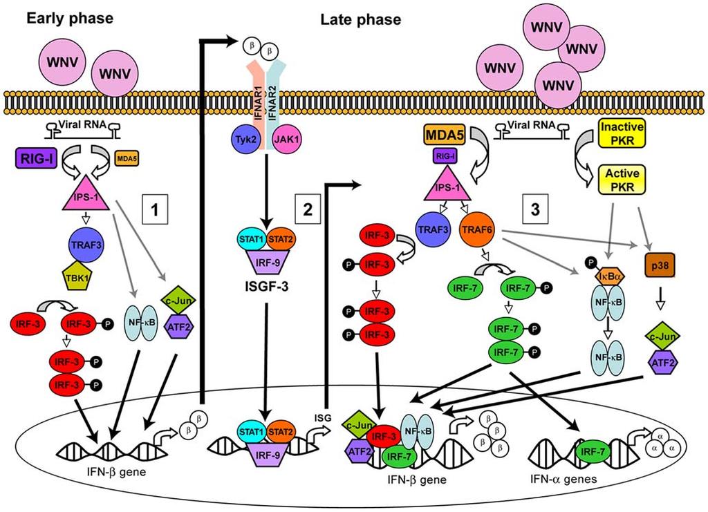 Figure 12. A model for detection of WNV and IFN-a/b gene activation in MEF. (1). The host through recognition of an as yet undefined viral RNA PAMP in the cytoplasm detects WNV.