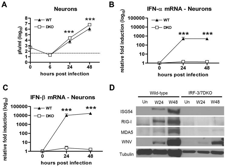 Figure 4. IRF-3 and IRF-7 restrict WNV infection by regulating the IFN-a/b response and ISG expression in primary cortical neurons. A.