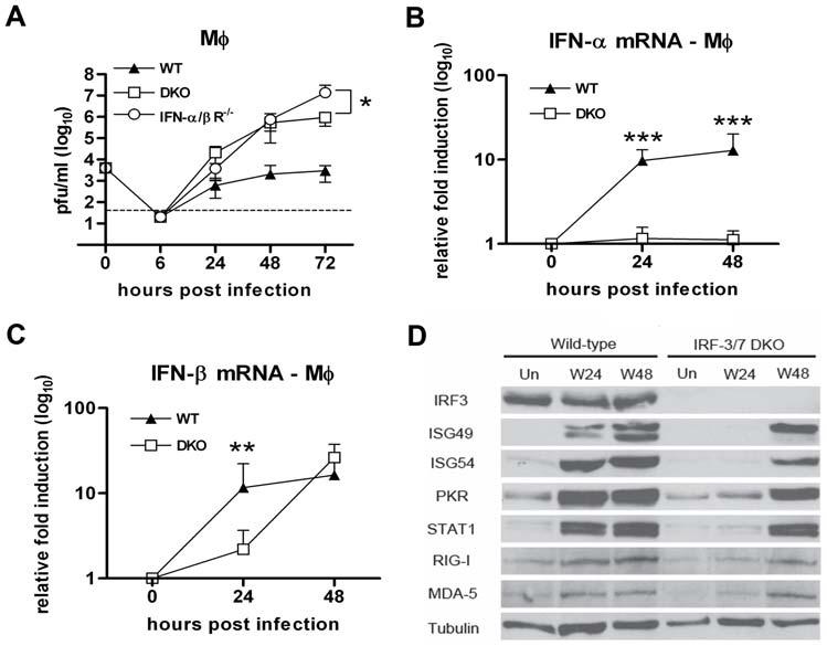 Figure 5. IRF-3 and IRF-7 partially modulate the IFN-b response and ISG expression in primary Mw.A.Mw generated from wild type, IFNabR 2/2 and DKO mice were infected at an MOI of 0.