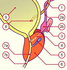 Wolffian duct) Prostate develops around urethra as