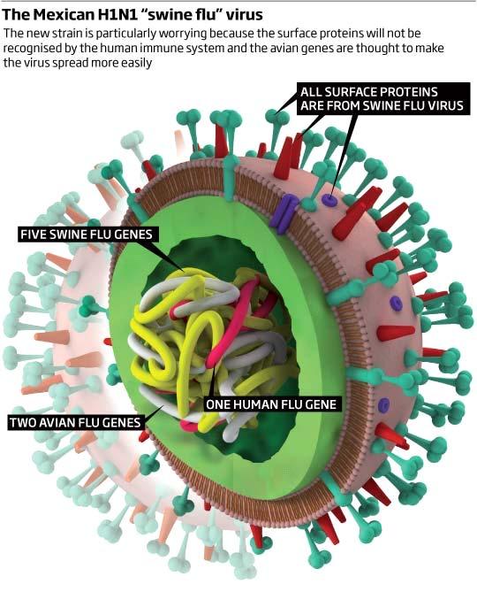 What is H1N1 Swine Flu?