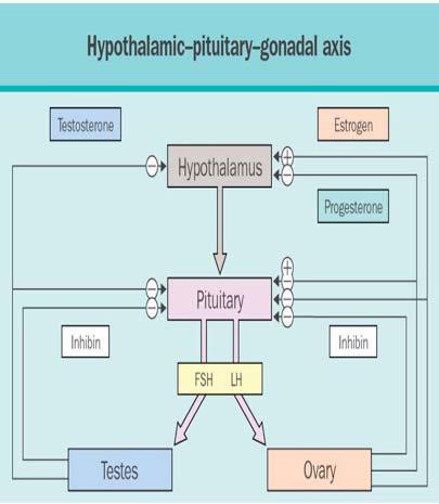 HPG axis as intro to puberty and to adult cyclicity Puberty: definition,